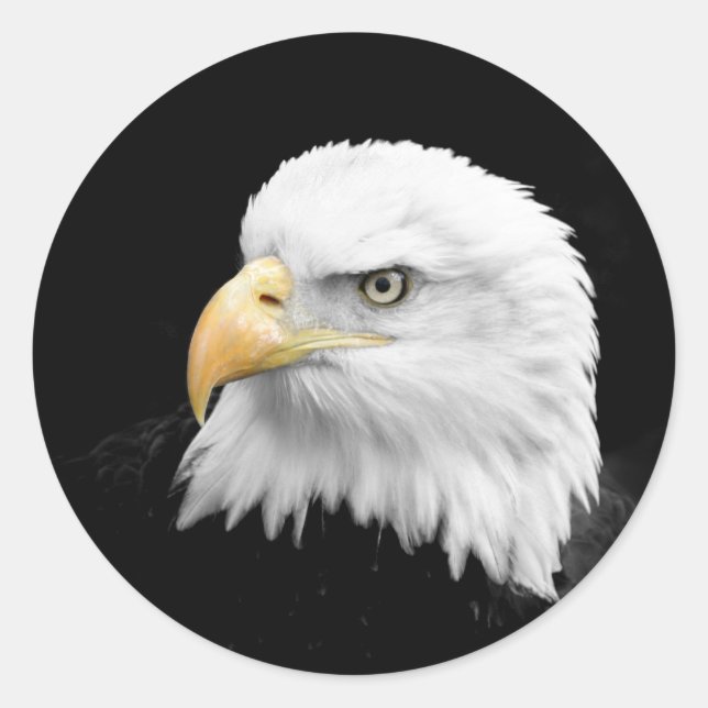 Bald Eagle Runder Aufkleber (Vorderseite)