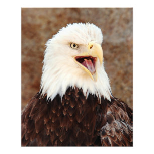 Bald Eagle Screech Fotodruck