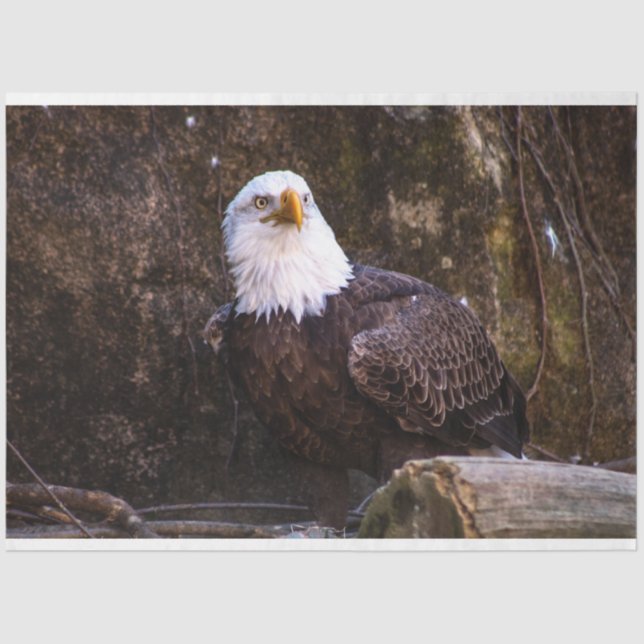 Bald Eagle Seidenpapier (Vorderseite)