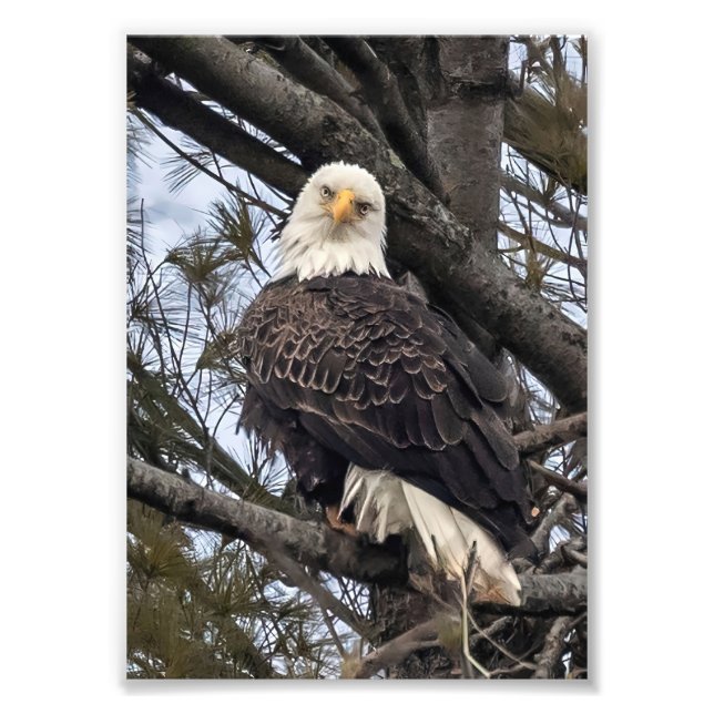 Bald Eagle sieht mich an Fotodruck (Vorne)