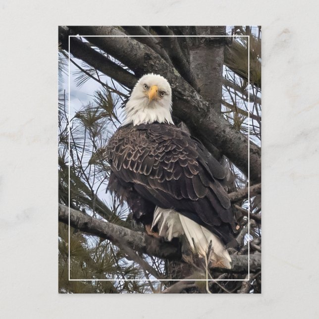 Bald Eagle sieht mich an Postkarte (Vorderseite)