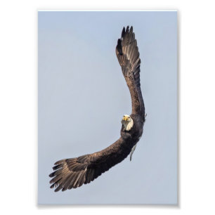 Bald Eagle Sky Carving Fotodruck