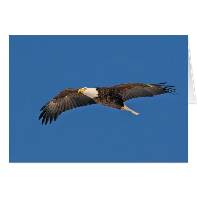 Bald Eagle Sky High (Vorderseite (Horizontal))