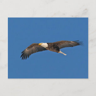 Bald Eagle Sky High Postkarte