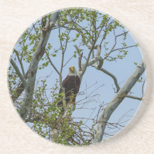 Bald Eagle Smile Getränkeuntersetzer