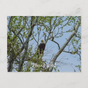 Bald Eagle Smile Postkarte