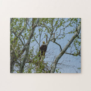 Bald Eagle Smile Puzzle