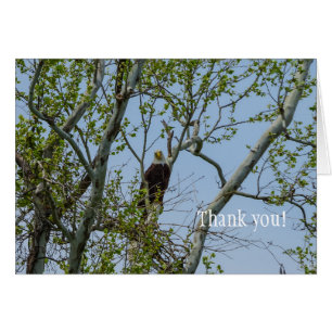 Bald Eagle Smile Vielen Dank