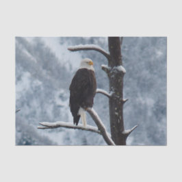 Bald Eagle Snow Tree Foto Seidenpapier