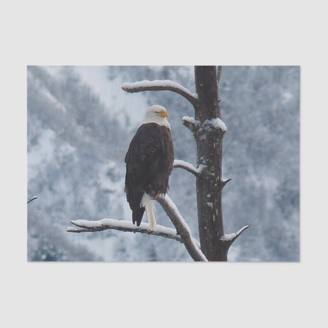 Bald Eagle Snow Tree Foto Seidenpapier (Vorderseite)