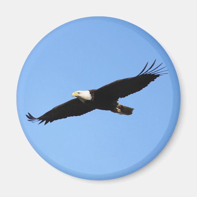 Bald Eagle Soar Magnet (Vorne)