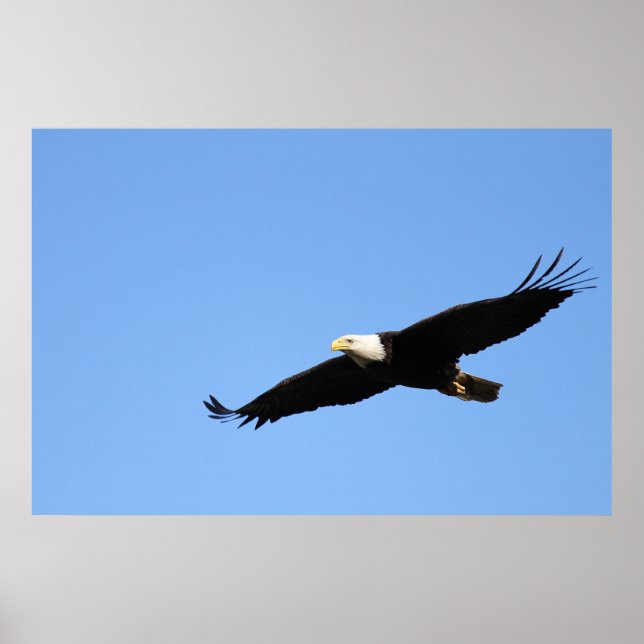 Bald Eagle Soar Poster (Vorne)