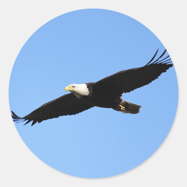 Bald Eagle Soar Runder Aufkleber (Vorderseite)