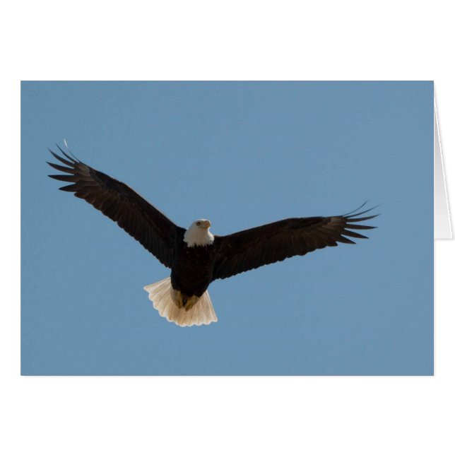 Bald Eagle Soaring (Vorderseite (Horizontal))