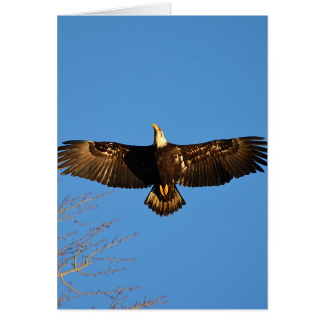 Bald Eagle Soaring1 (Vorne)