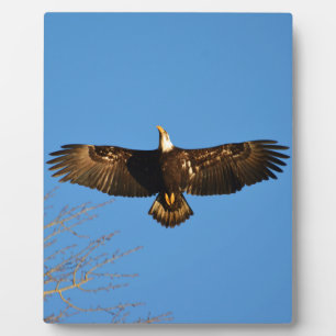 Bald Eagle Soaring1 Fotoplatte
