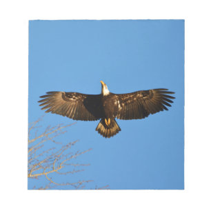 Bald Eagle Soaring1 Notizblock
