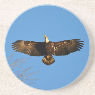 Bald Eagle Soaring1 Sandstein Untersetzer