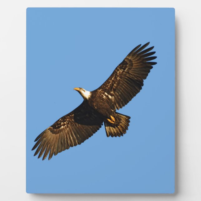 Bald Eagle Soaring 2 Fotoplatte (Vorderseite)