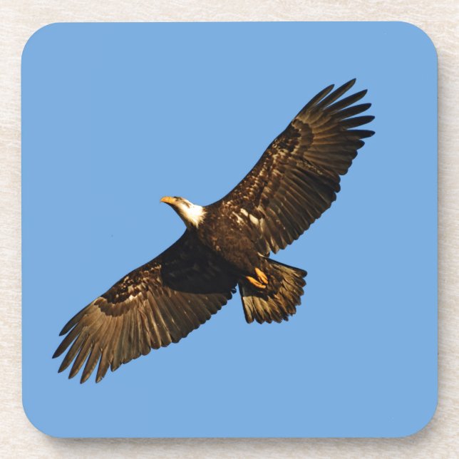 Bald Eagle Soaring 2 Untersetzer (Vorderseite)