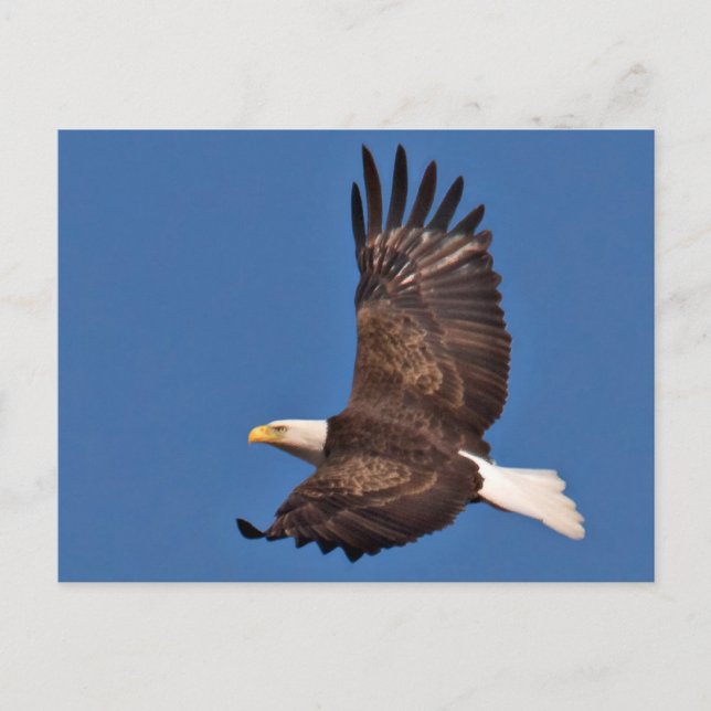 Bald Eagle Soaring Postkarte (Vorderseite)
