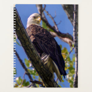 Bald Eagle Spiral Wochen/Monatsplaner Planer