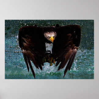 Bald Eagle splash Poster