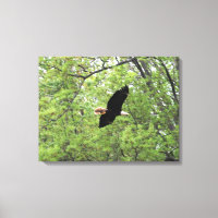 Bald Eagle Spring Flight