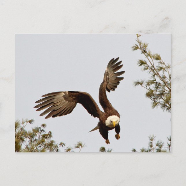 Bald Eagle starten Postkarte (Vorderseite)
