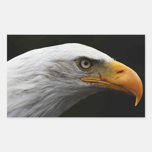 Bald Eagle stm Rechteckiger Aufkleber (Vorderseite)
