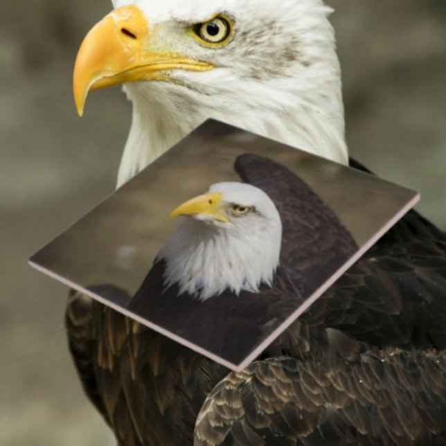 Bald Eagle Strength – Decorative Ceramic Tile Fliese (Von Creator hochgeladen)