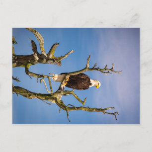 Bald Eagle, Südliche Golfinseln, British Columbi Postkarte