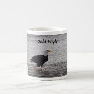 Bald Eagle über Lachs Tasse