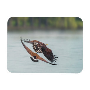 Bald Eagle und Gänse Foto Wildlife Magnet