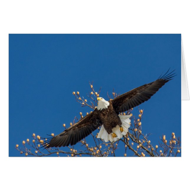 Bald Eagle Up (Vorderseite (Horizontal))