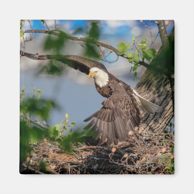 Bald Eagle verlassend Nest Magnet (Vorne)