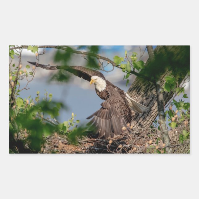 Bald Eagle verlassend Nest Rechteckiger Aufkleber (Vorderseite)