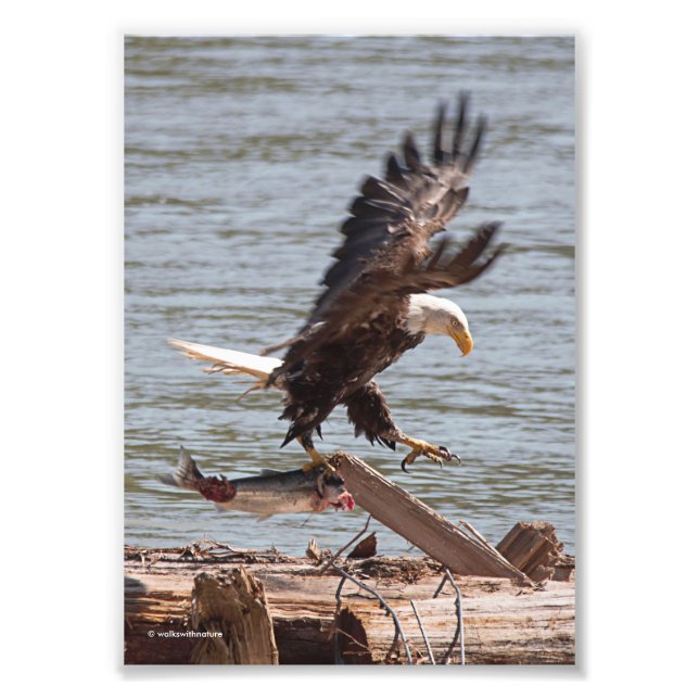 Bald Eagle versucht mit Lachs auszufliegen Fotodruck (Vorne)
