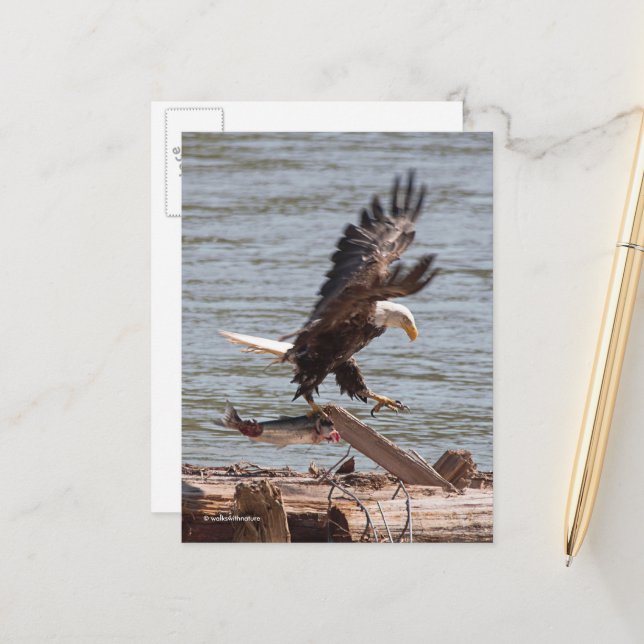 Bald Eagle versucht mit Lachs auszufliegen Postkarte (Vorderseite/Rückseite Beispiel)