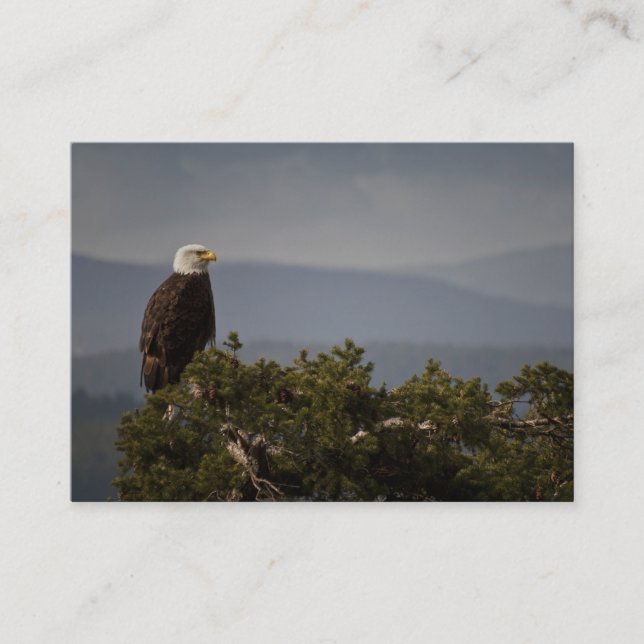 Bald Eagle - Visitenkarte (Vorderseite)