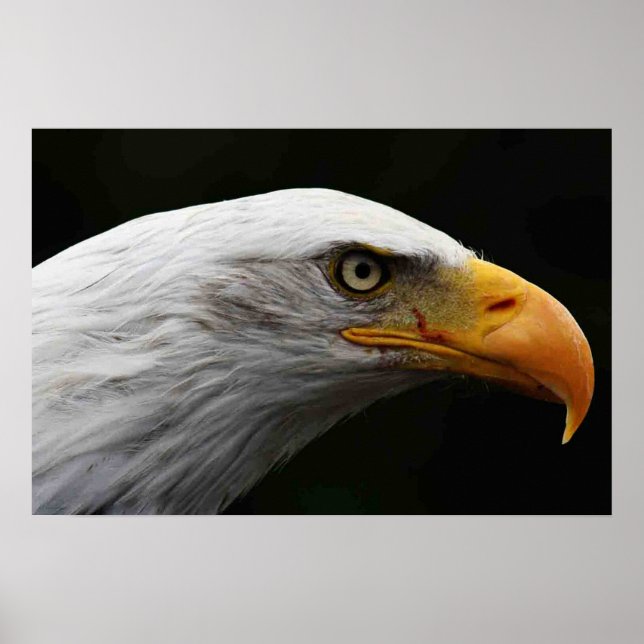 Bald Eagle wapcna Poster (Vorne)