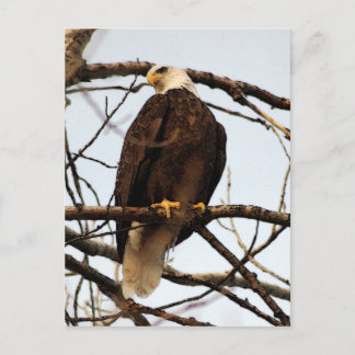 Bald Eagle Watercolor Postkarte