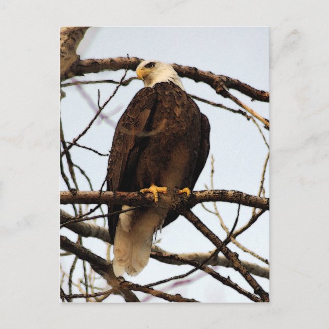 Bald Eagle Watercolor Postkarte (Vorderseite)