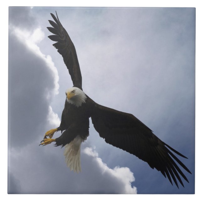 Bald Eagle Wildlife Foto Gift Tile oder Trivet Fliese (Vorderseite)