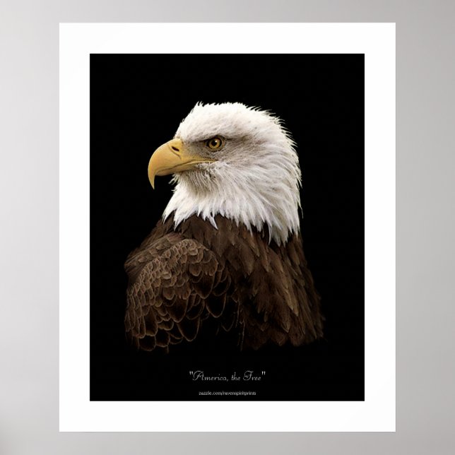 Bald Eagle Wildlife Poster Print (Vorne)
