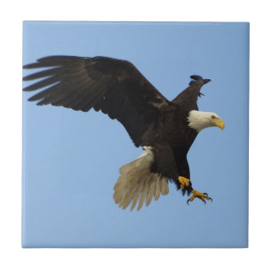 Bald Eagle Wildlife Tile Fliese