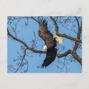 Bald Eagle Wing Drop Postkarte