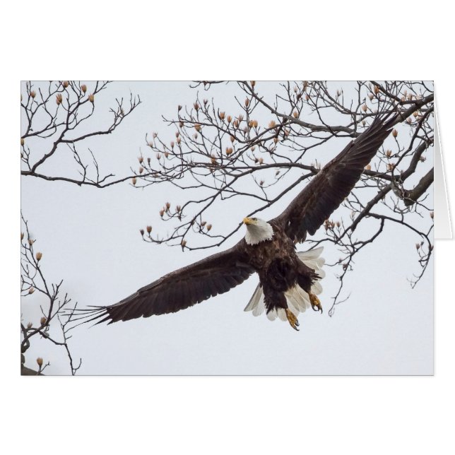 Bald Eagle Wingspread (Vorderseite (Horizontal))