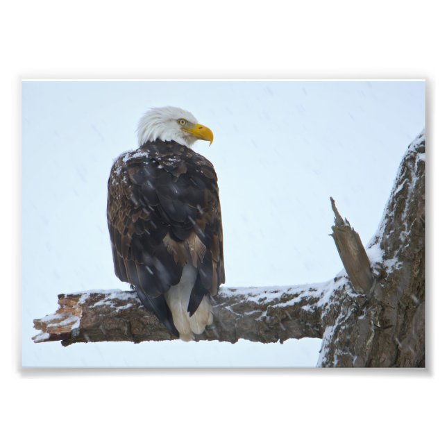 Bald Eagle Winter Foto Print (Vorne)