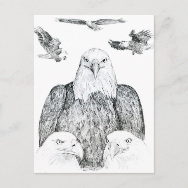 Bald Eagle Zeichnend Postkarte (Vorderseite)